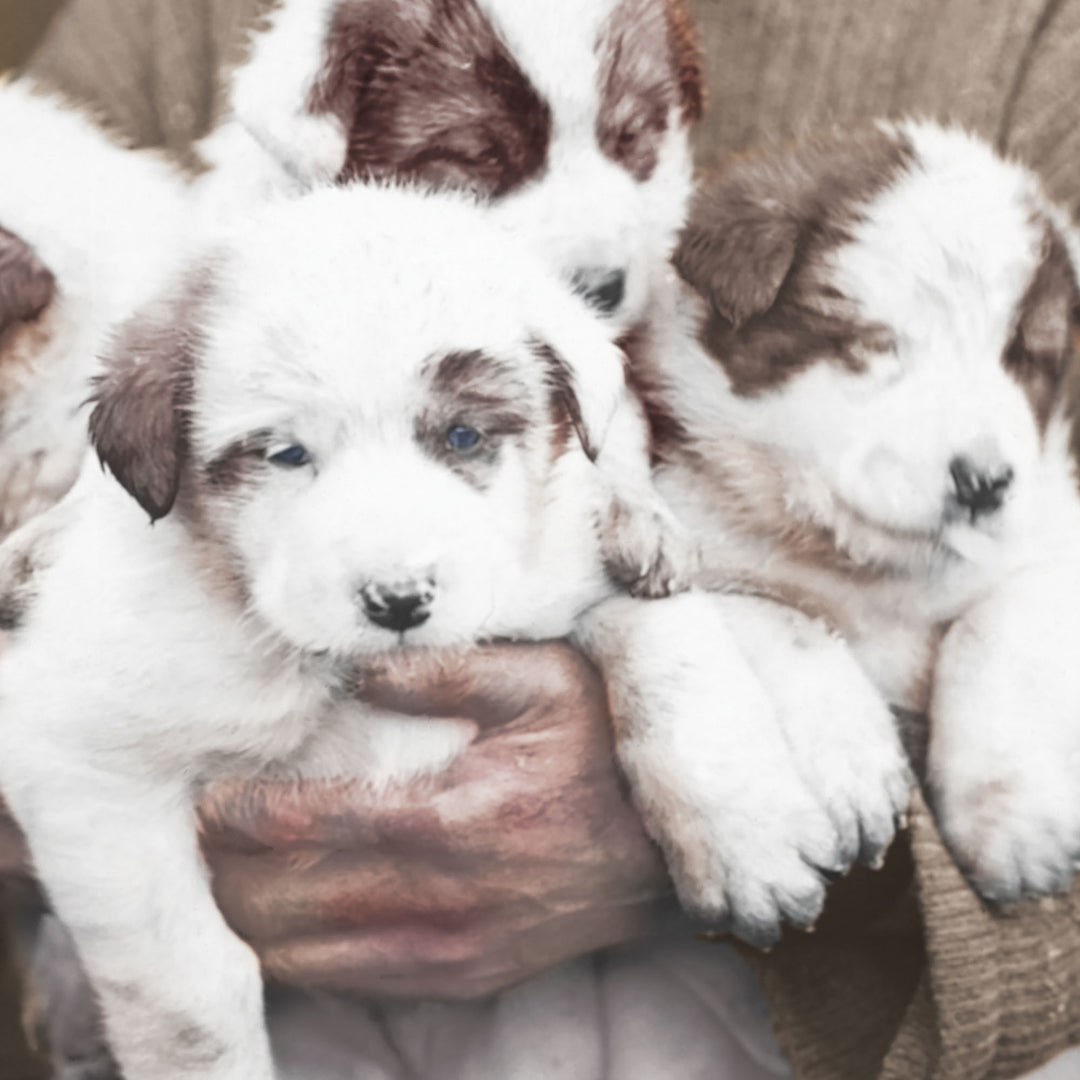 Tom Crean And "His Pups” Retro Poster - 24" x 36"